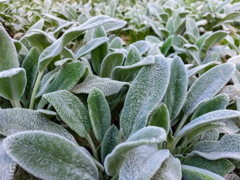 Lamb’s Ear (Stachys)