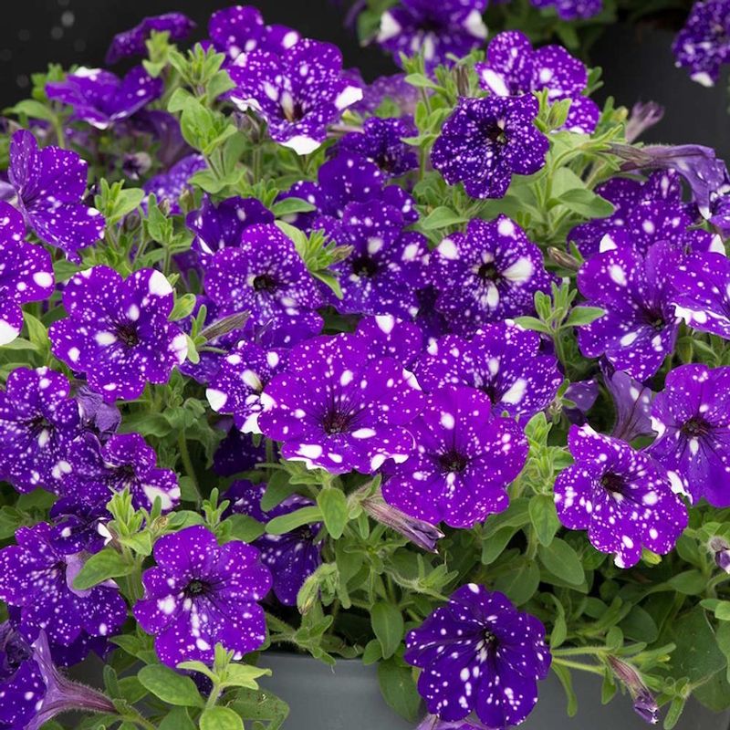 Starry Night Petunia