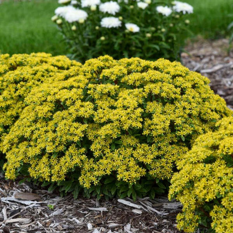 Sedum