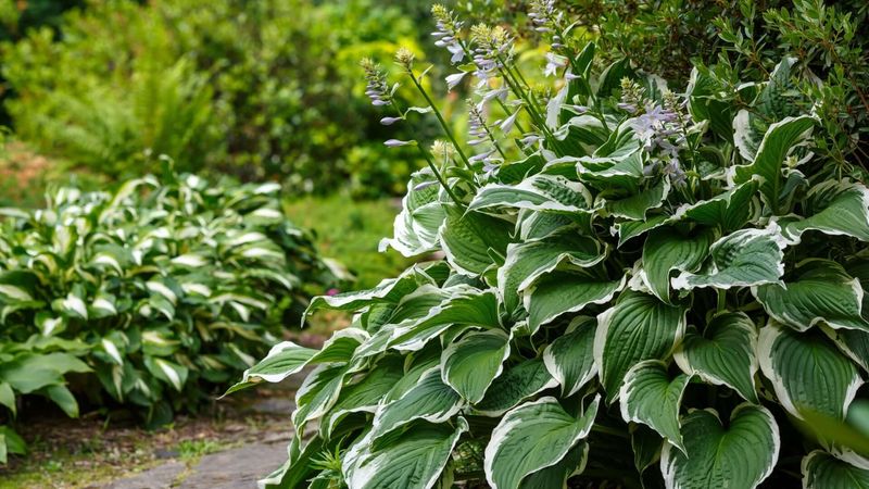 Hosta