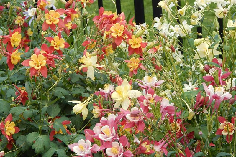 Columbine