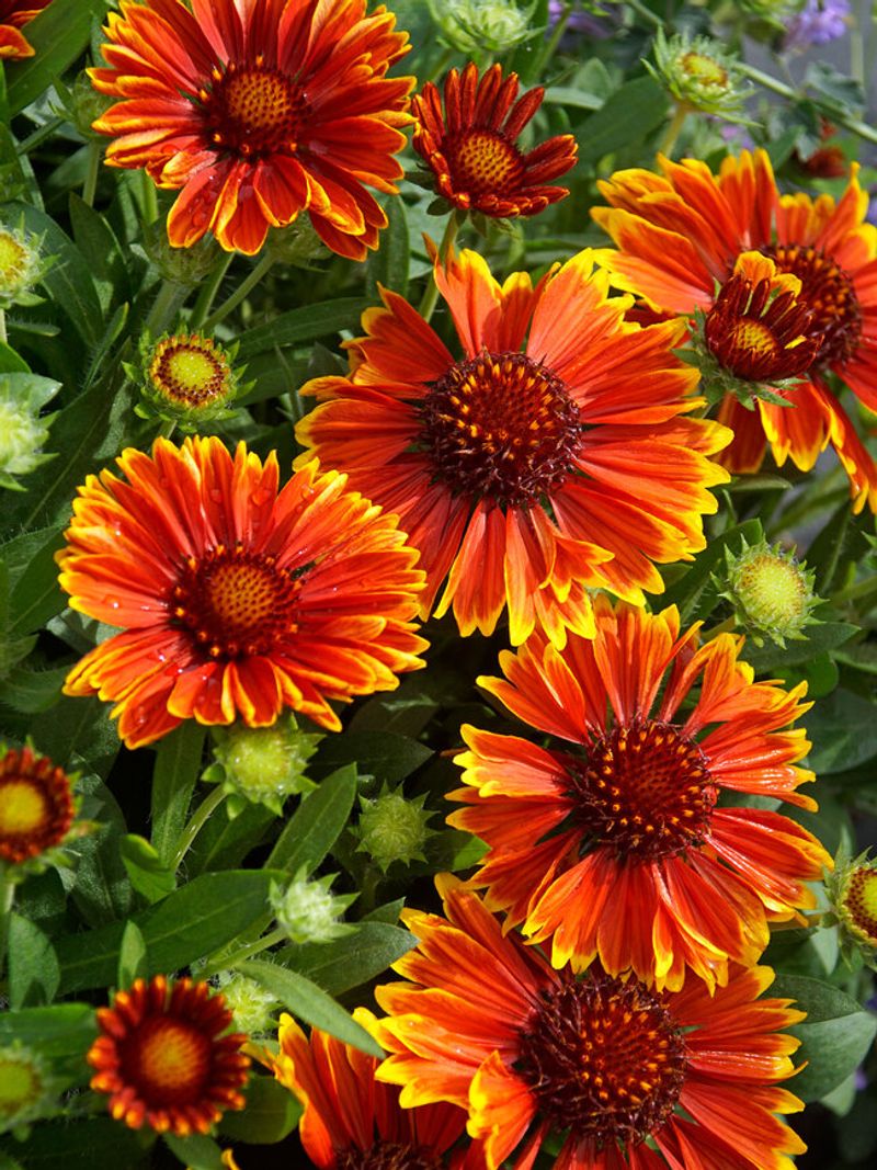 Gaillardia