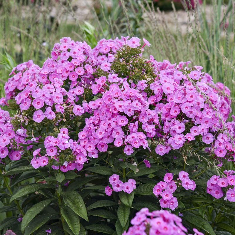 Phlox (Phlox paniculata)