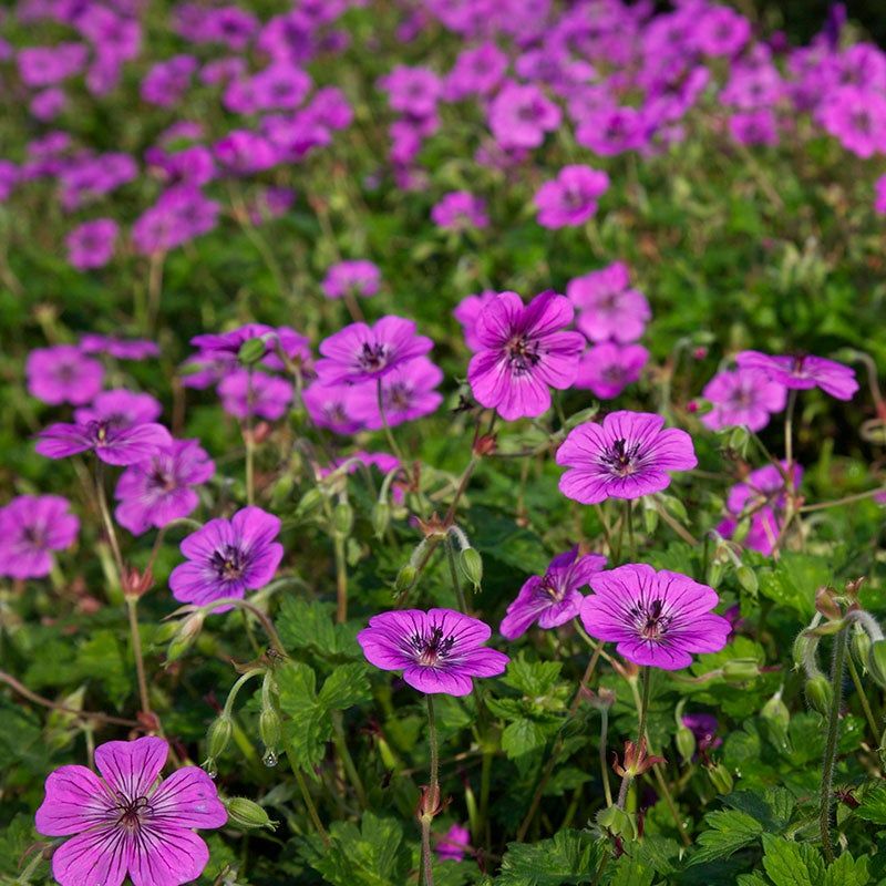 Geranium (Cranesbill)