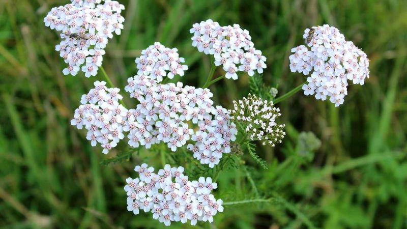 Yarrow (Achillea millefolium)
