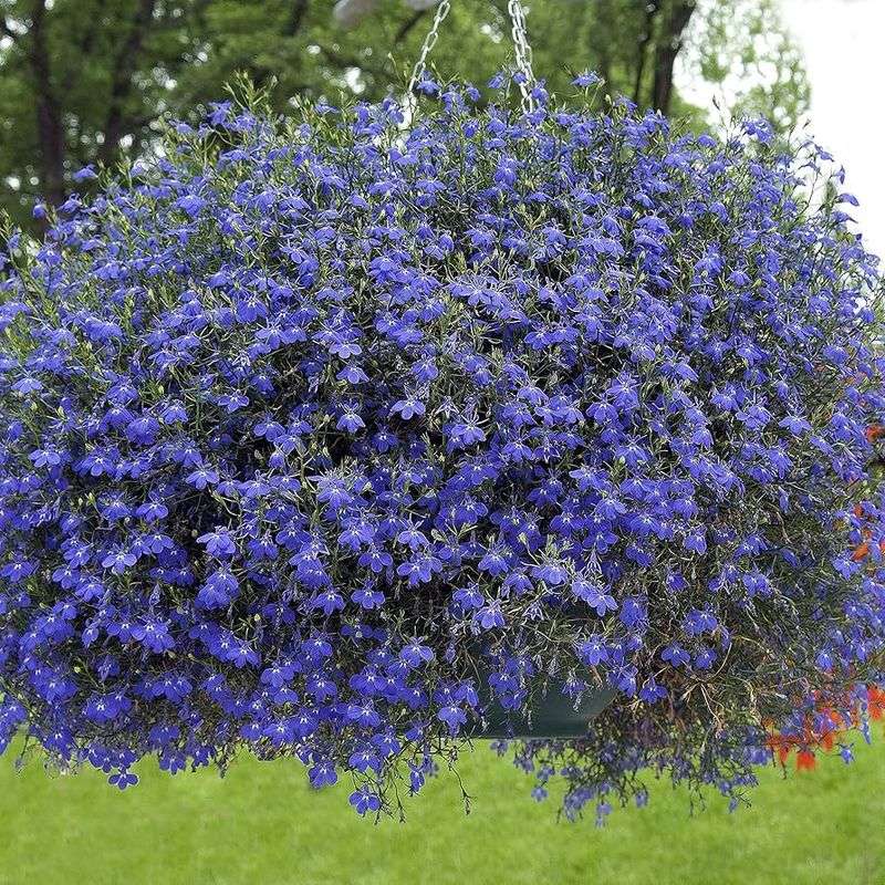 Lobelia - Cascading Blue Perfection