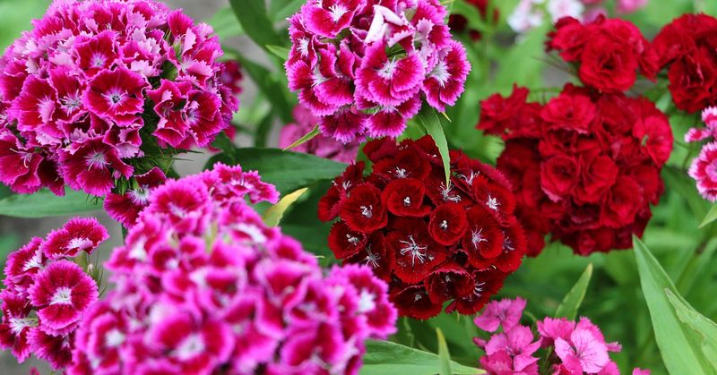 Sweet William