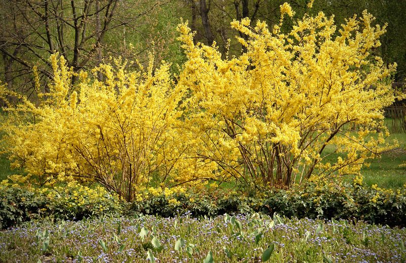 Forsythia