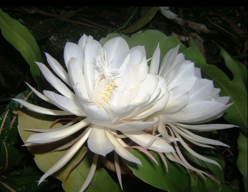 Kadupul Flower