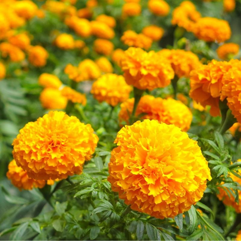 Marigolds