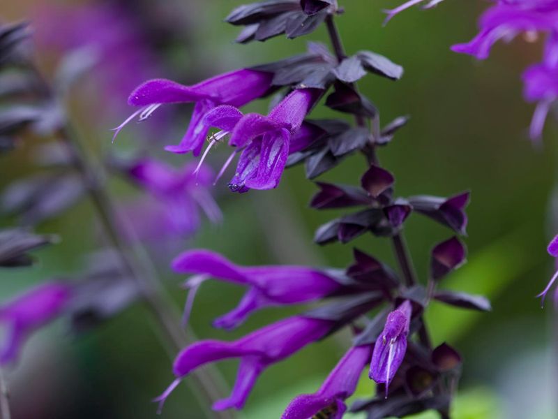 Salvia 'Amistad'