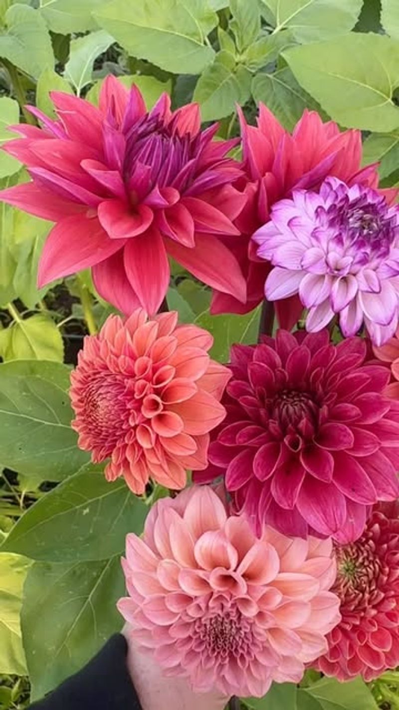 Dahlia