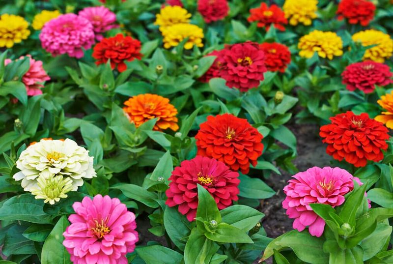 Zinnias