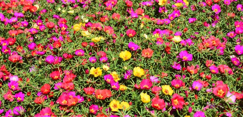 Portulaca