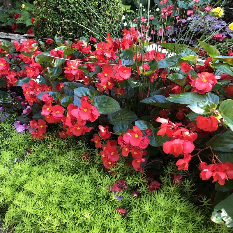 Begonia (Begonia × semperflorens-cultorum)