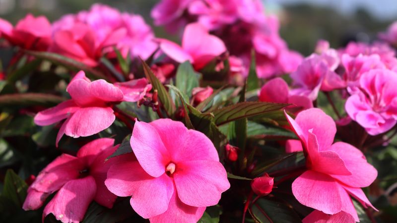 Impatiens - Shade-Loving Marathon Bloomers