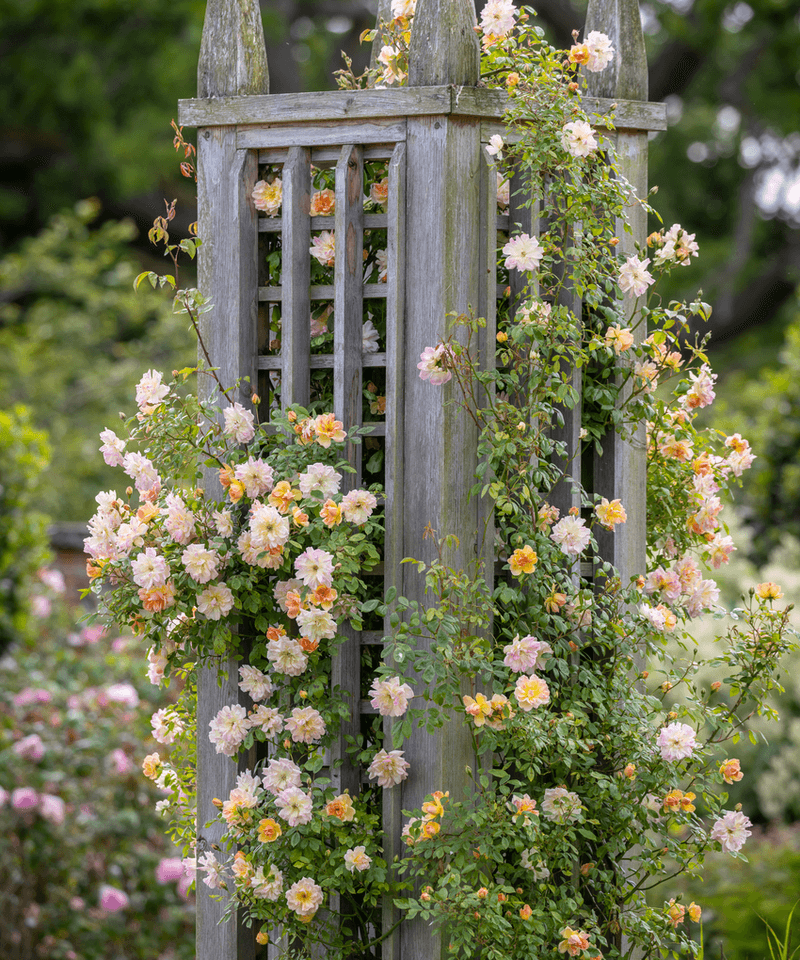 Trellised Climbing Roses