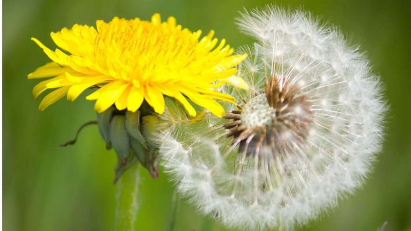 Dandelion