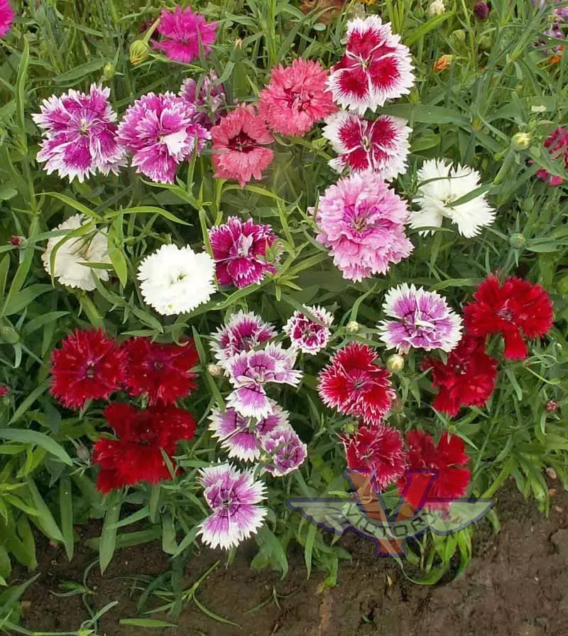 Dianthus (Dianthus chinensis)