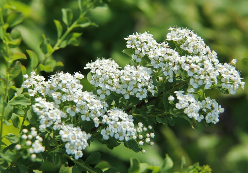Spirea