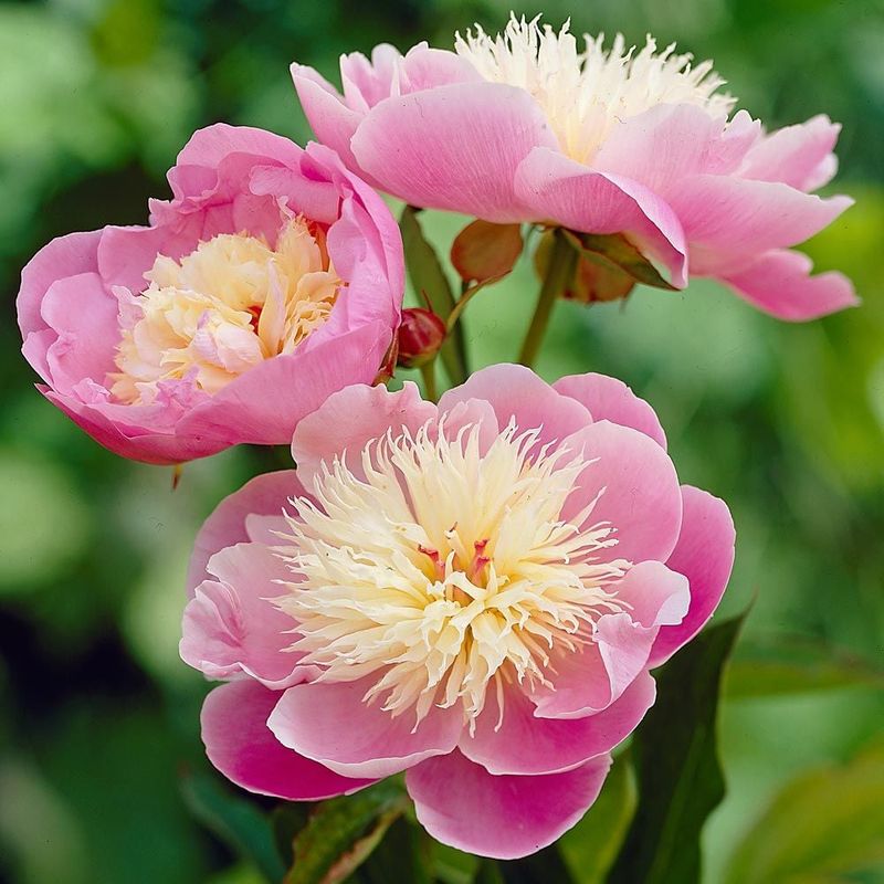 Peony Shrubs (Paeonia spp.)