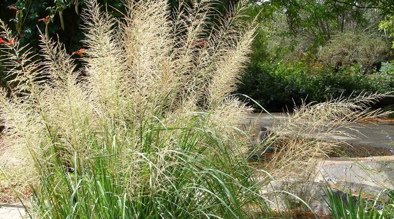Sweetgrass Borders