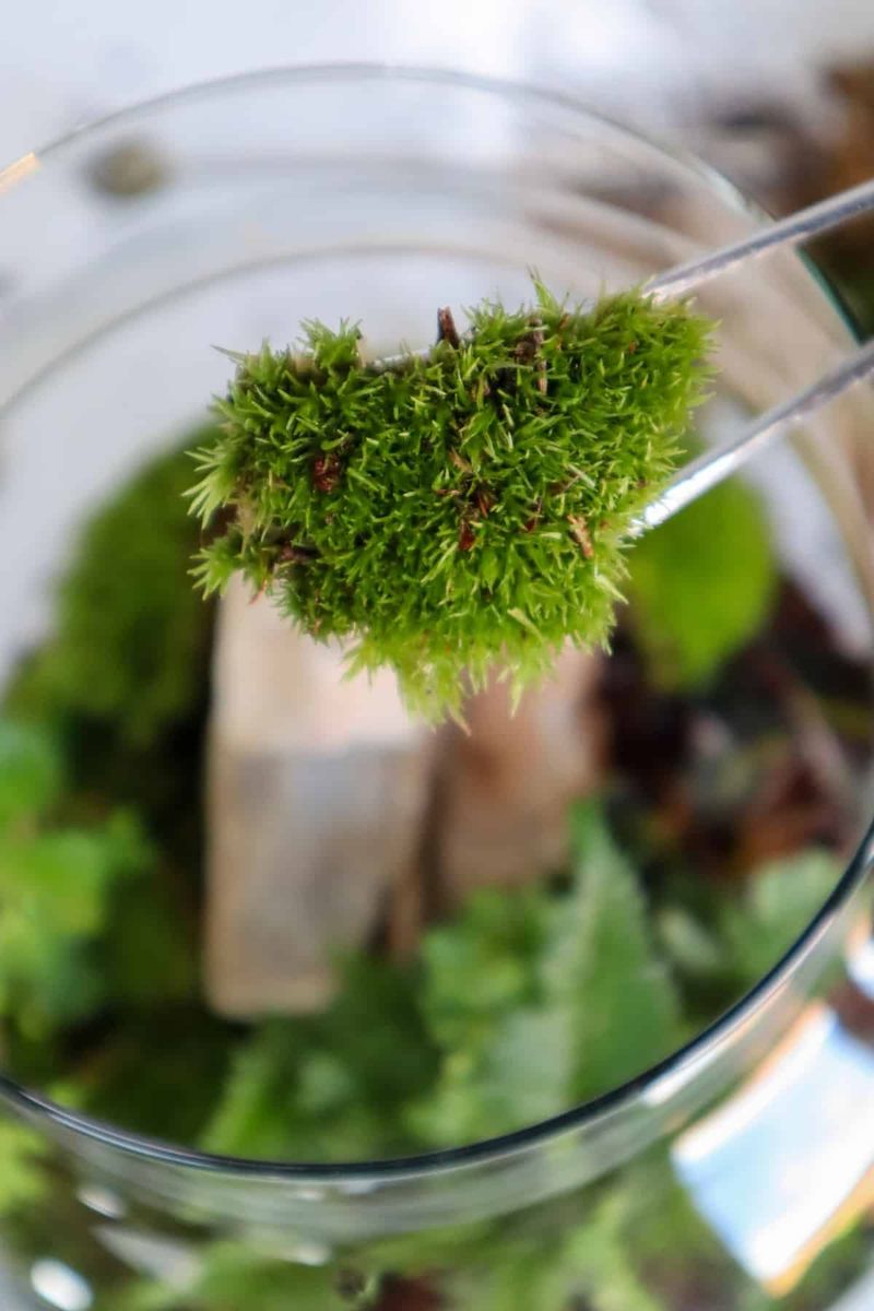 Cushion Moss (Leucobryum glaucum)