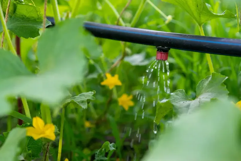 Install Drip Irrigation Systems