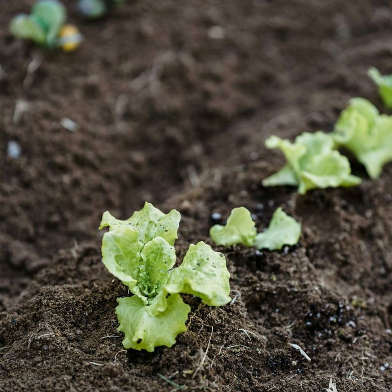 Plan for Succession Planting