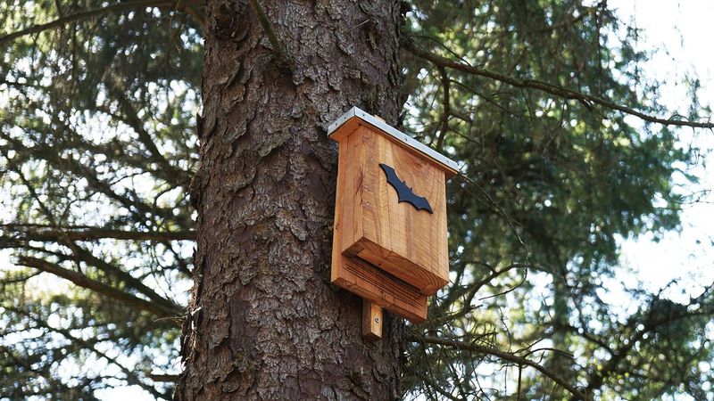 Install Bat Boxes