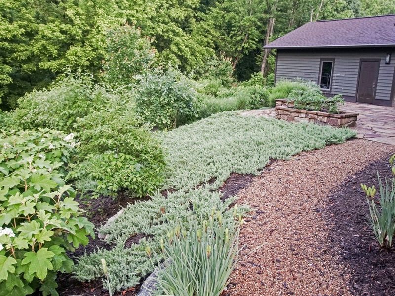Plant Ground Covers Instead of Grass