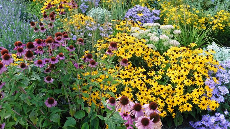 Plant Perennial Flowers