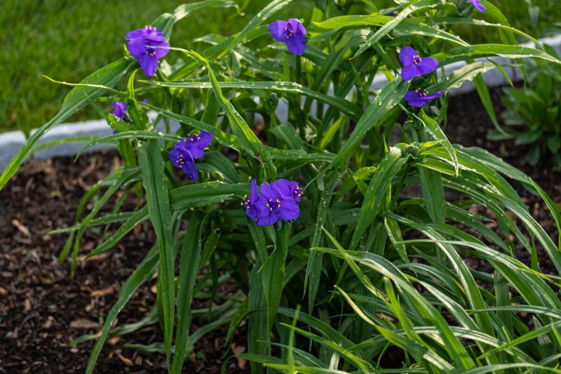 Tradescantia (Tradescantia × andersoniana)
