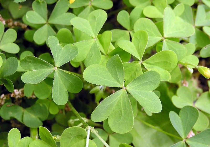 Oxalis: The False Shamrock