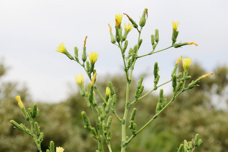 Prickly Lettuce