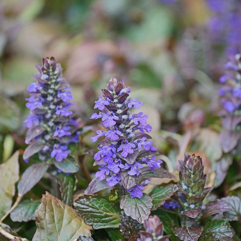 Bugleweed