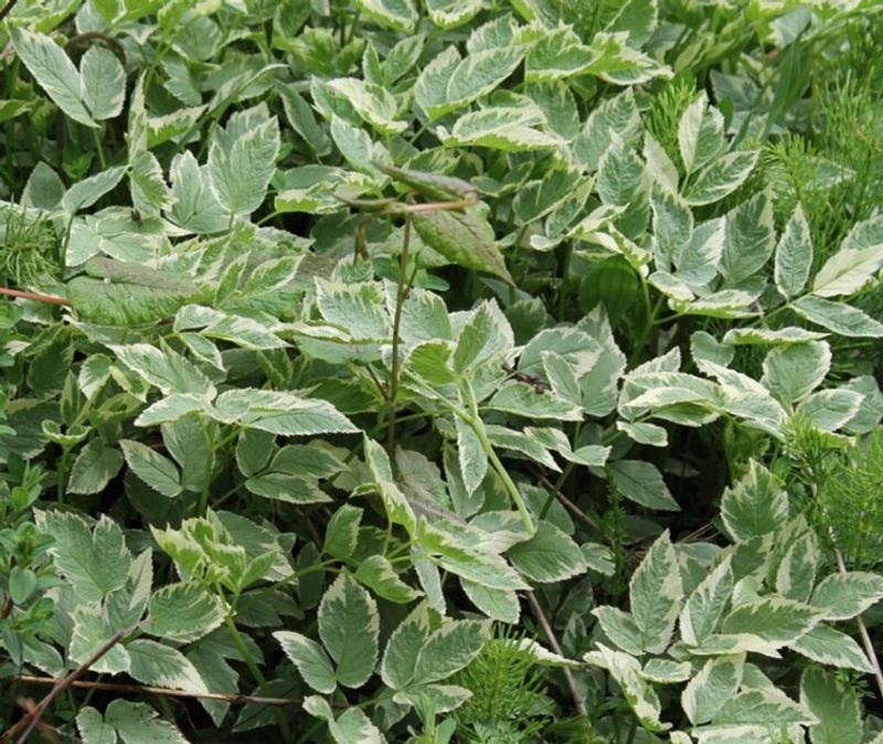 Goutweed (Bishop’s Weed)