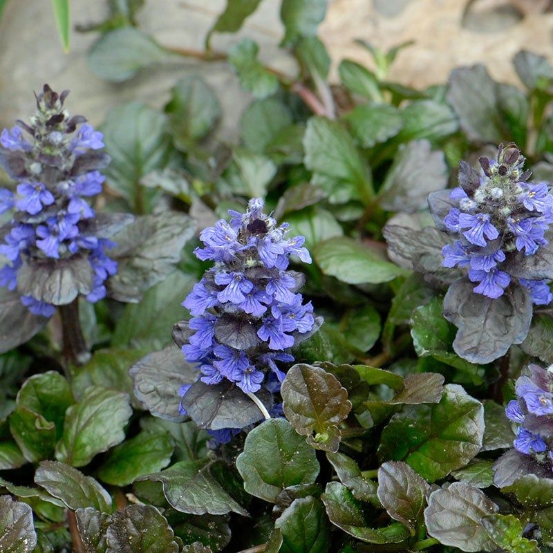 Bugleweed Carpet