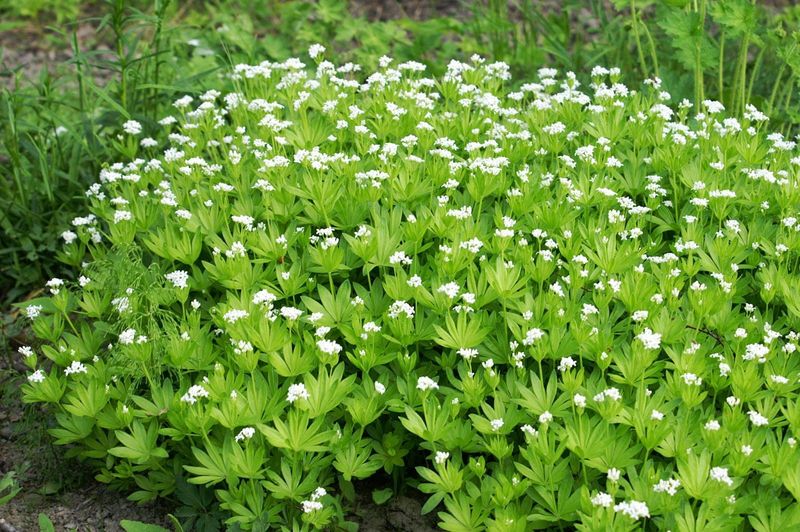 Sweet Woodruff