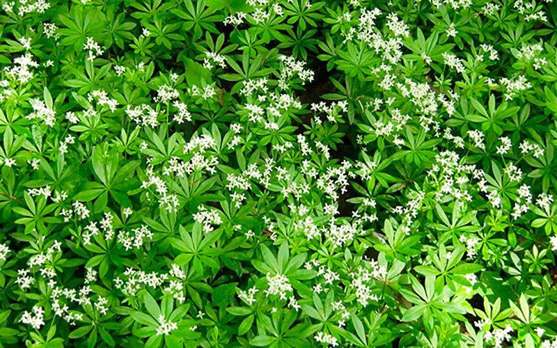 Sweet Woodruff
