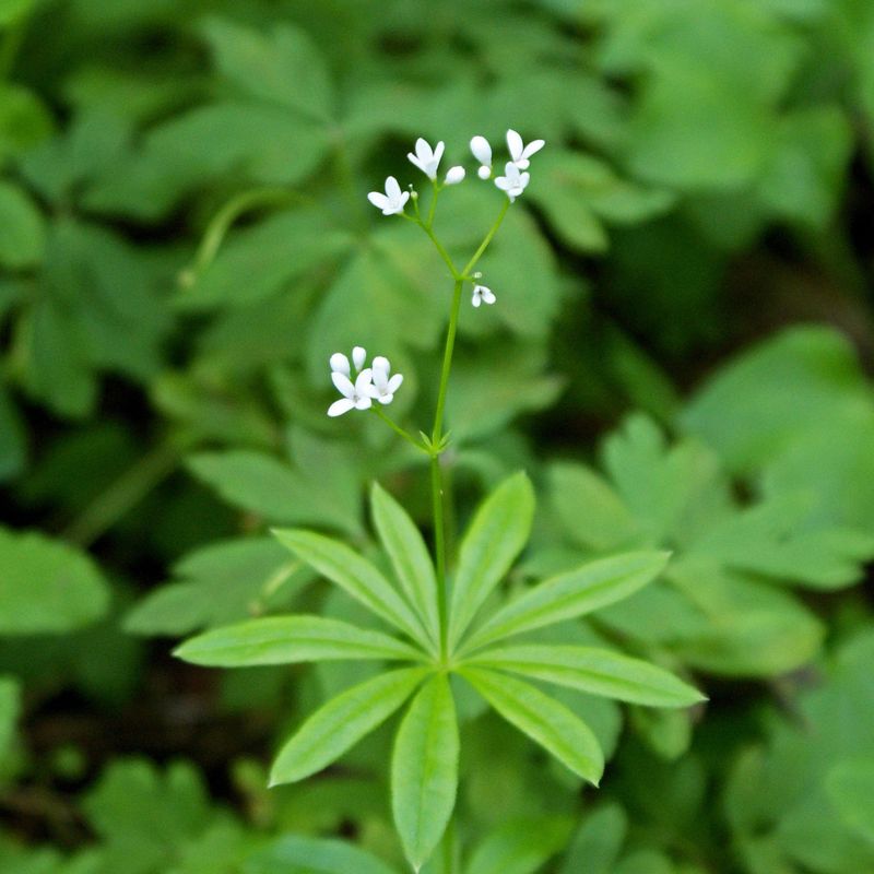 Sweet Woodruff