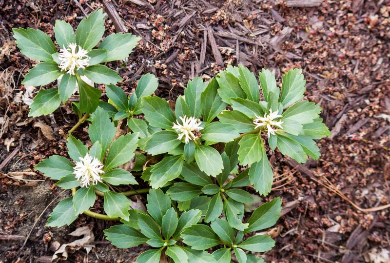 Pachysandra