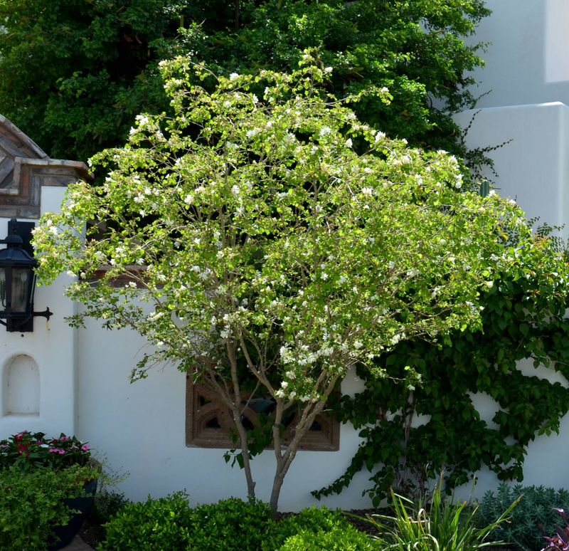 Anacacho Orchid Tree