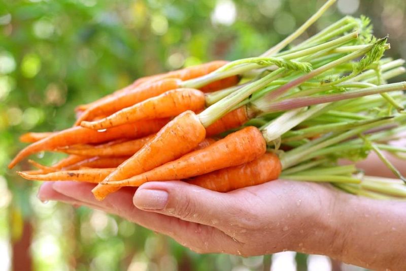 Baby Carrots