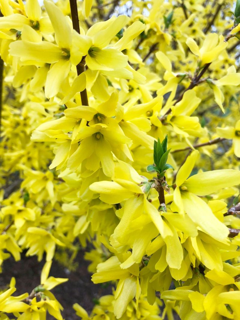 Forsythia Lynwood Gold
