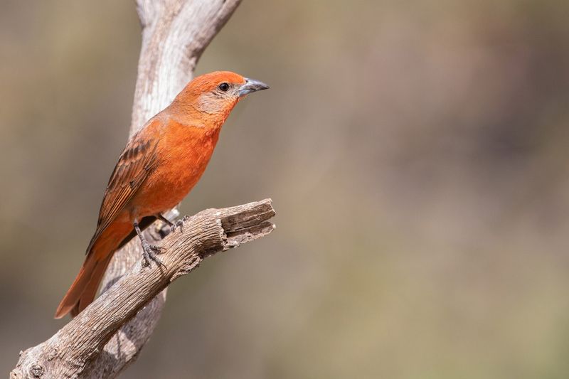 Hepatic Tanager (Piranga flava)