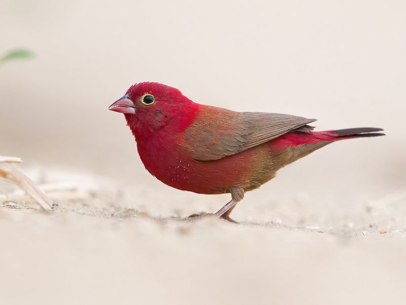 Red-billed Firefinch