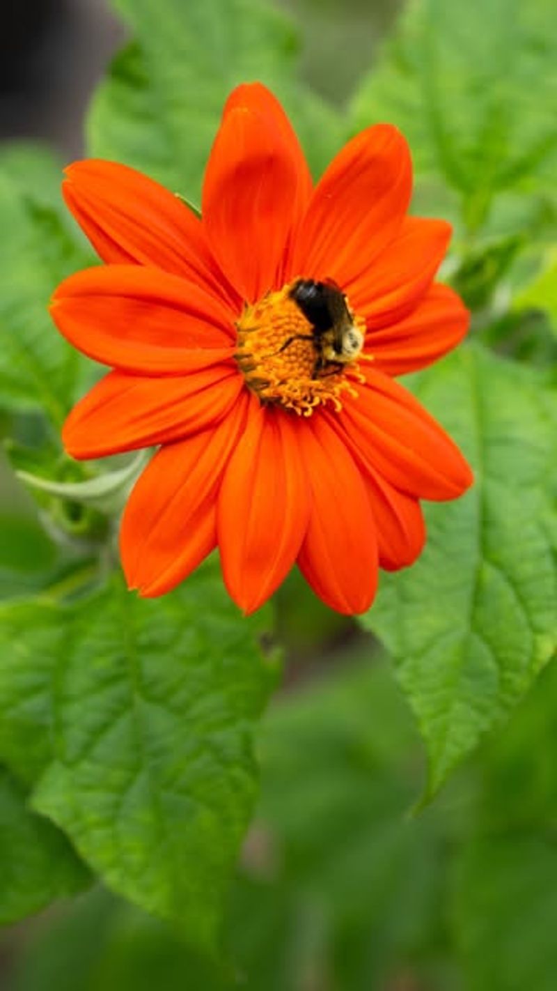 Tithonia