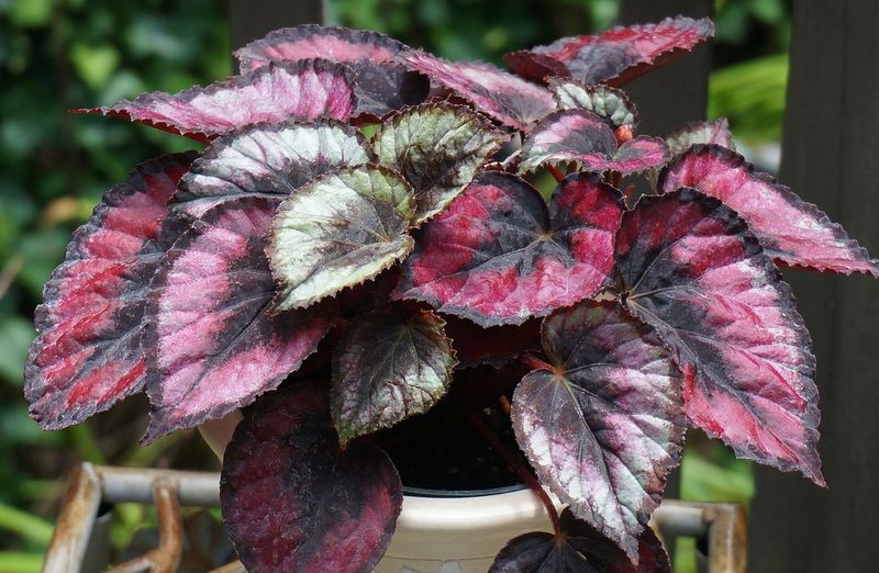 Rex Begonia (Begonia rex-cultorum)