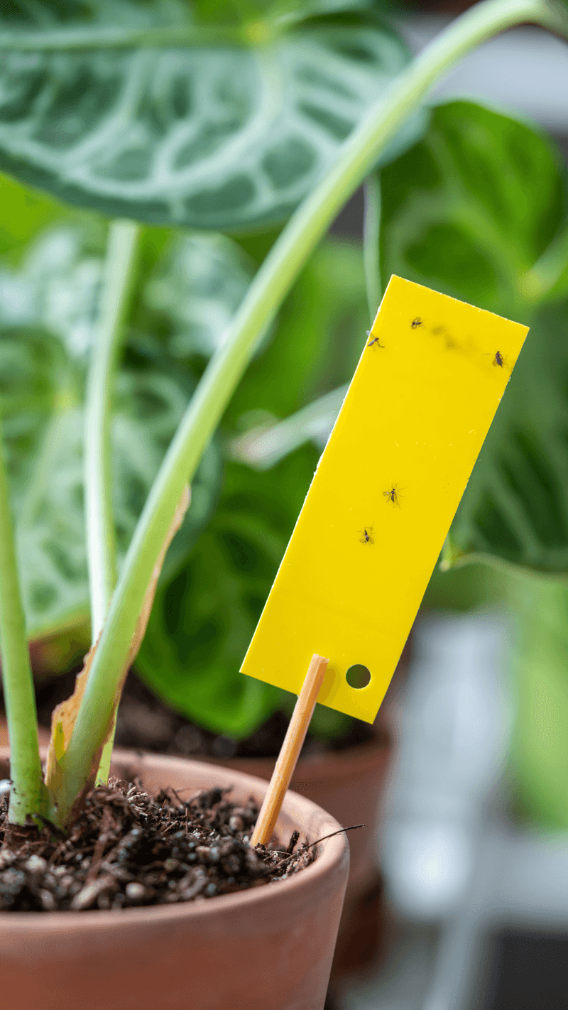 Ignoring Fungus Gnats